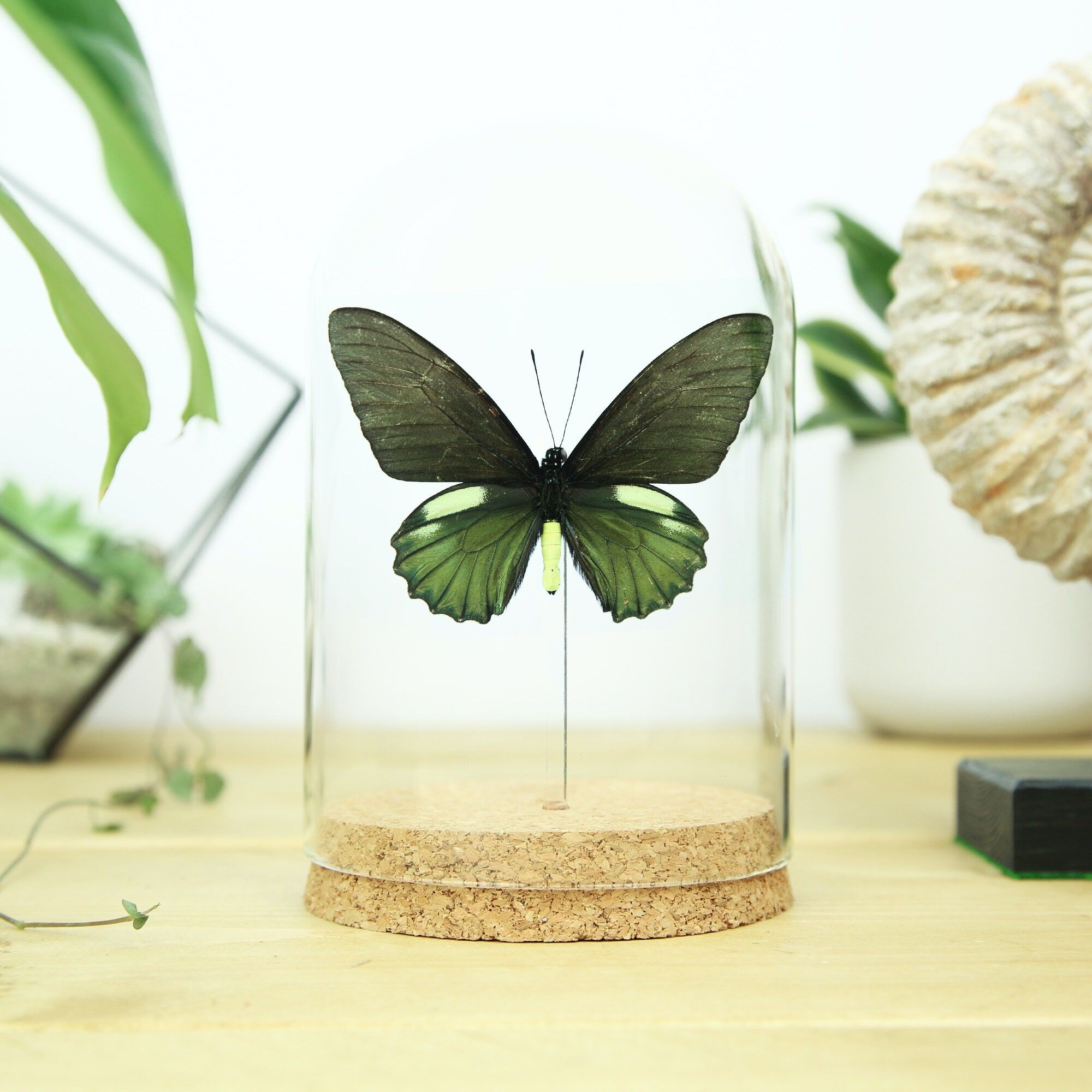 Belus Schwalbenschwanzglocke