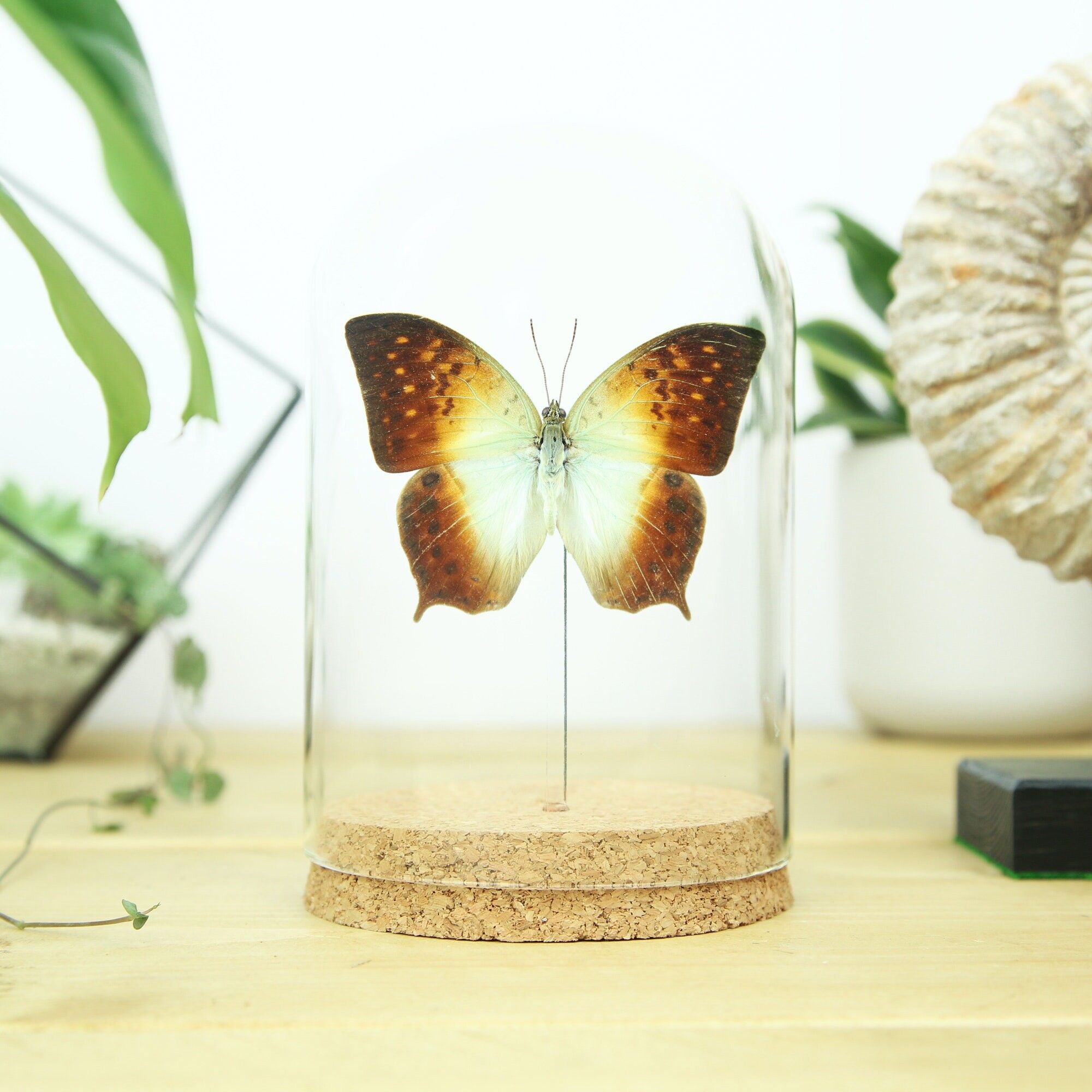 Forest Pearl Charaxes Glasglocke