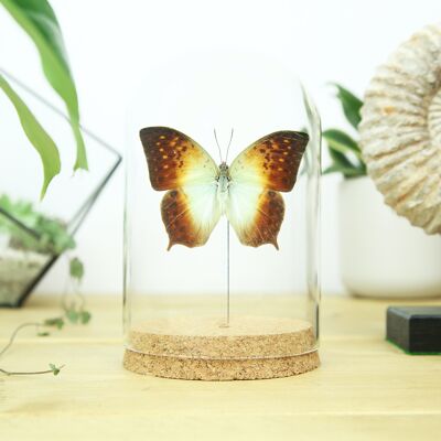 Forest Pearl Charaxes Bell Jar