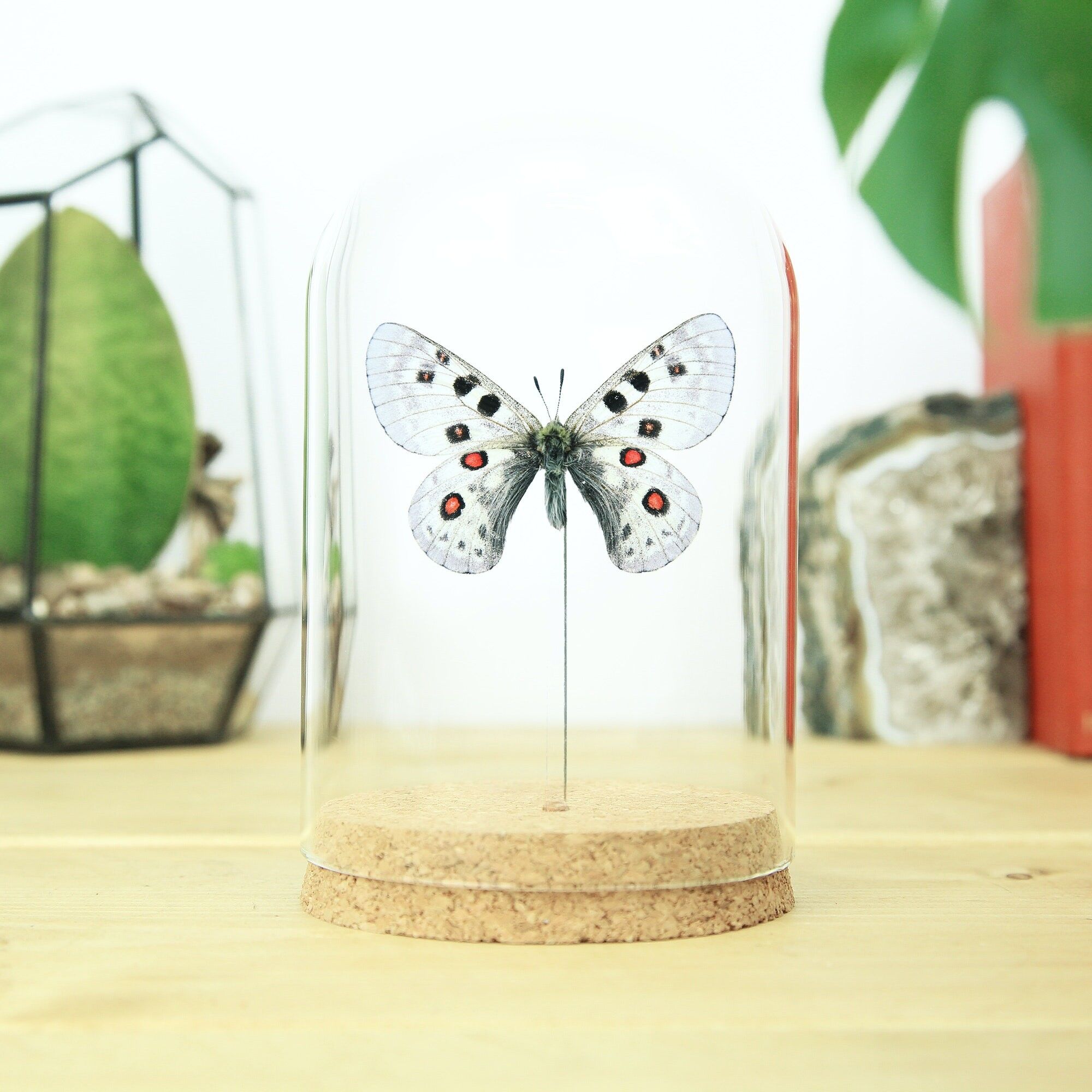 Gekielte Apollo-Glocke