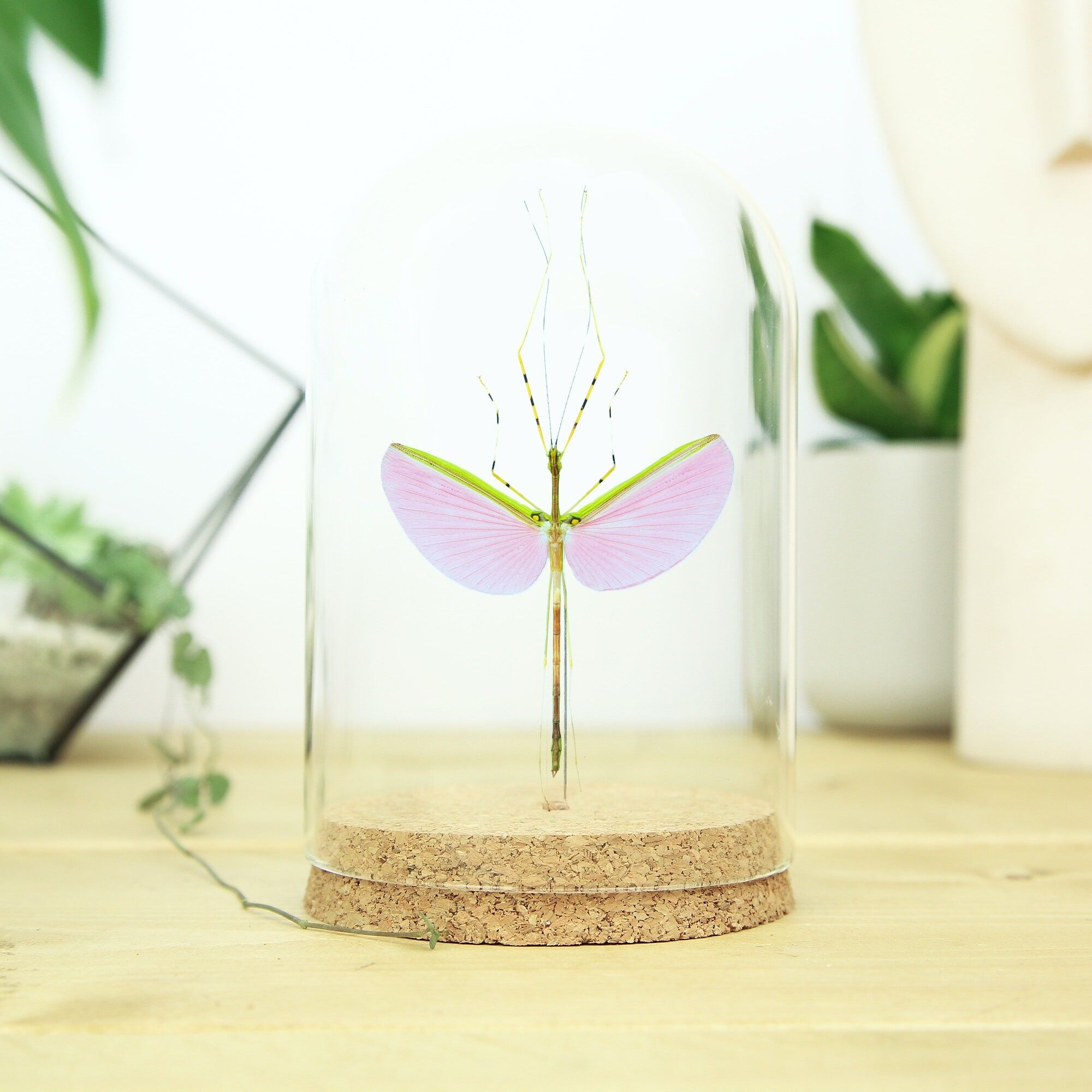 Rosa geflügelte Stabheuschrecke Glasglocke