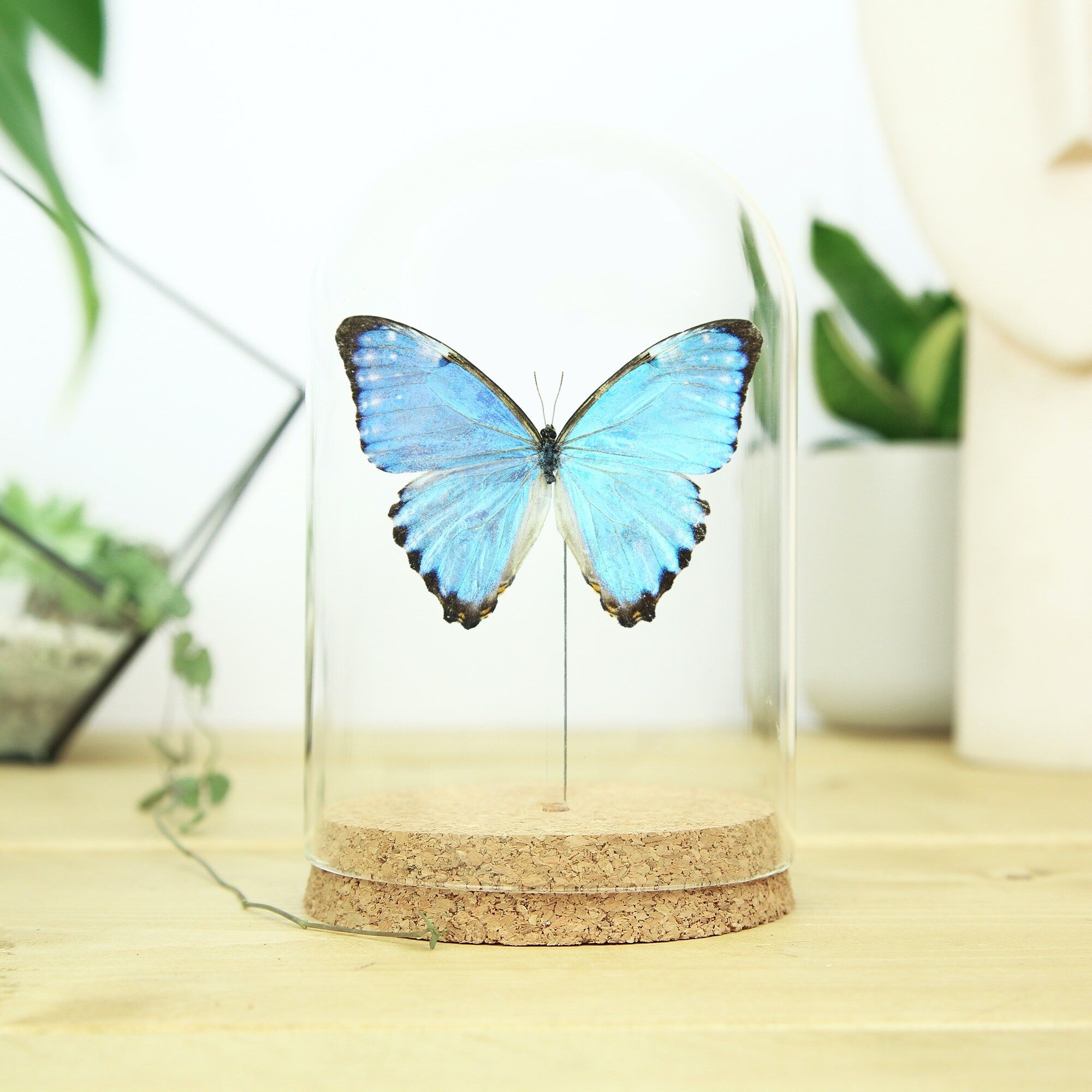 Portis Morpho Butterfly Glasglocke