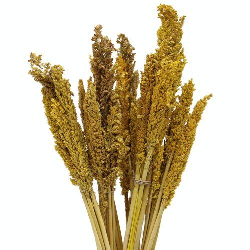 CGB-02 - Cantal Grass Bunch - Amber - Sold in 6x unit/s per outer