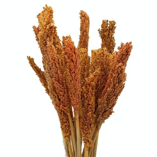 CGB-03 - Cantal Grass Bunch - Orange - Sold in 6x unit/s per outer