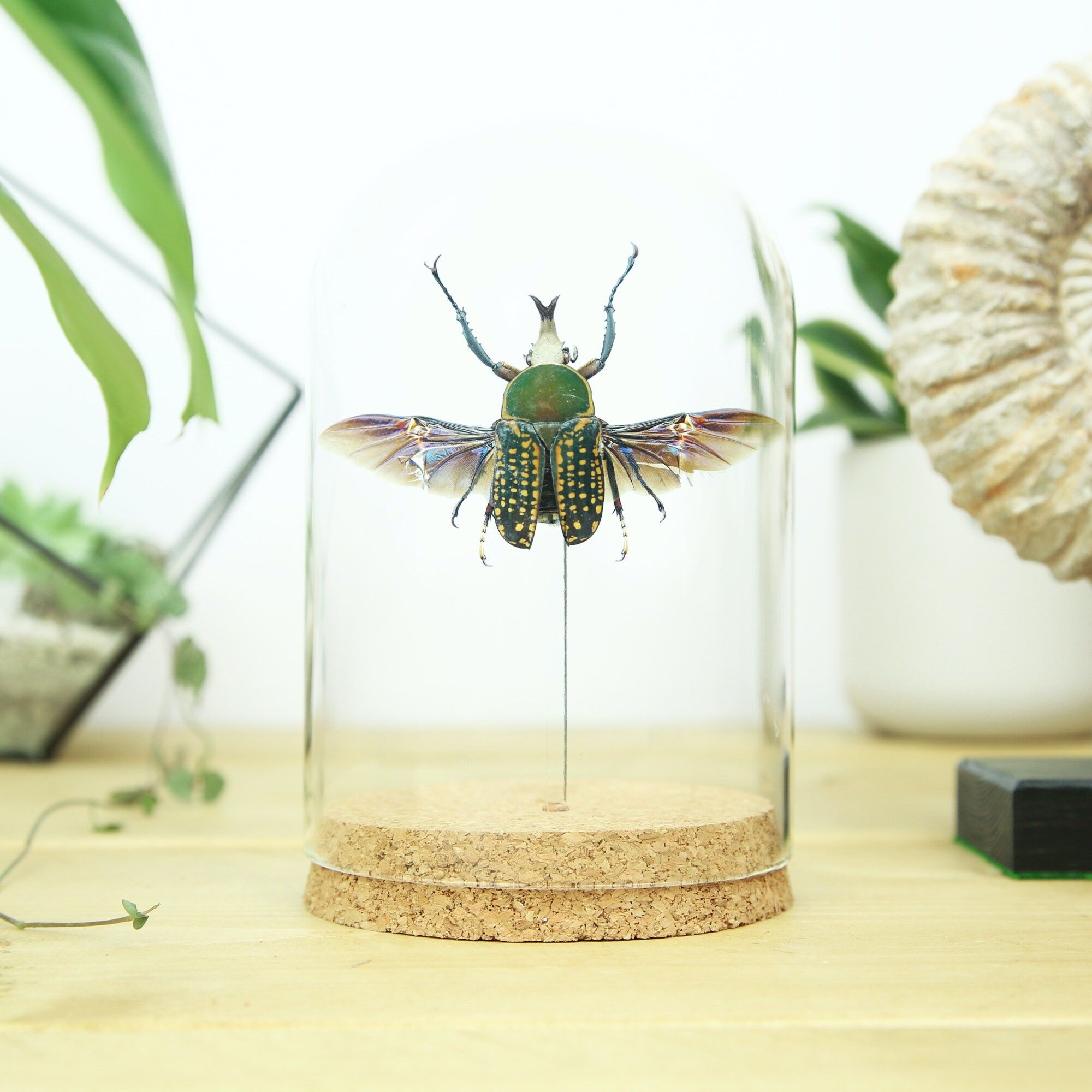 Snake Tongue Beetle Bell Jar