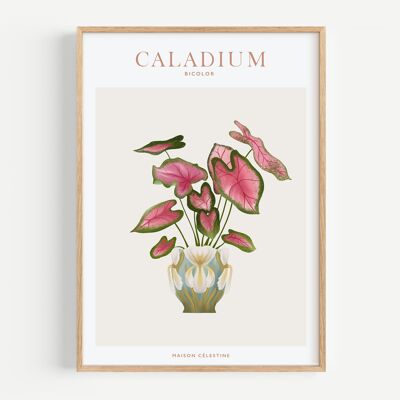 Poster "Piante da appartamento" Caladium