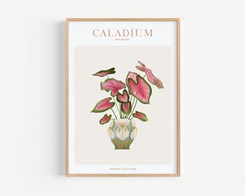 Affiche "House Plants" Caladium 2