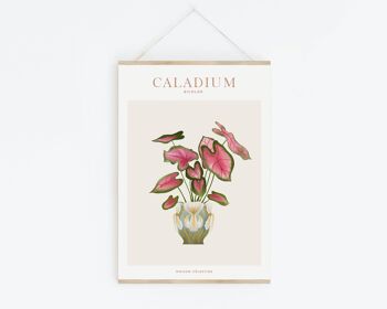 Affiche "House Plants" Caladium 3