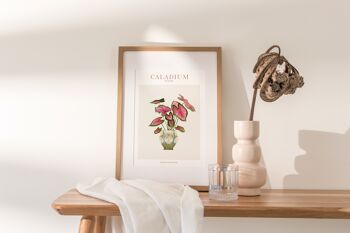 Affiche "House Plants" Caladium 6