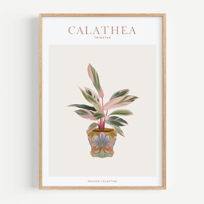 Poster "Zimmerpflanzen" Calathea