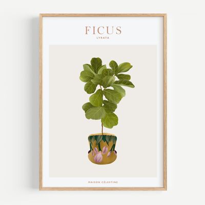 Poster "Piante da appartamento" Ficus Lyrata