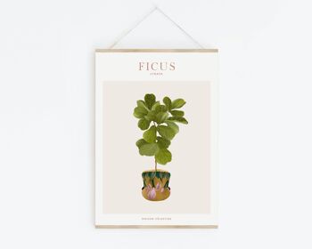 Affiche "House Plants" Ficus Lyrata 2