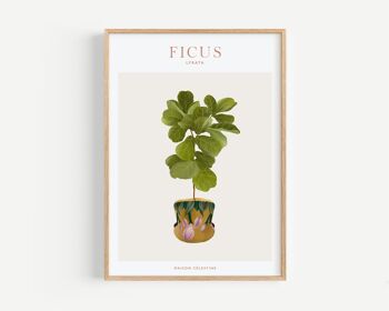 Affiche "House Plants" Ficus Lyrata 5