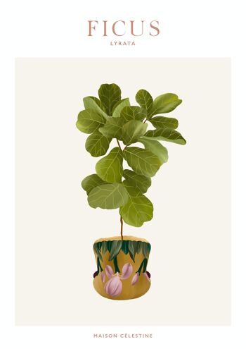 Affiche "House Plants" Ficus Lyrata 6