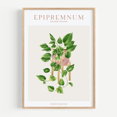 Poster "House Plants" Golden Pothos