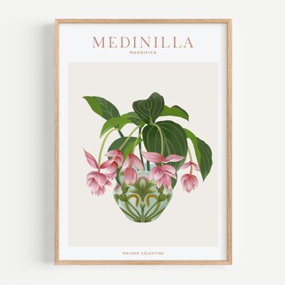 Póster "Plantas de interior" Medinilla Magnifica
