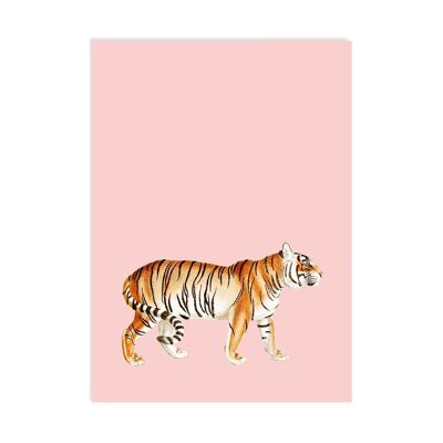 Carte Postale Tigre