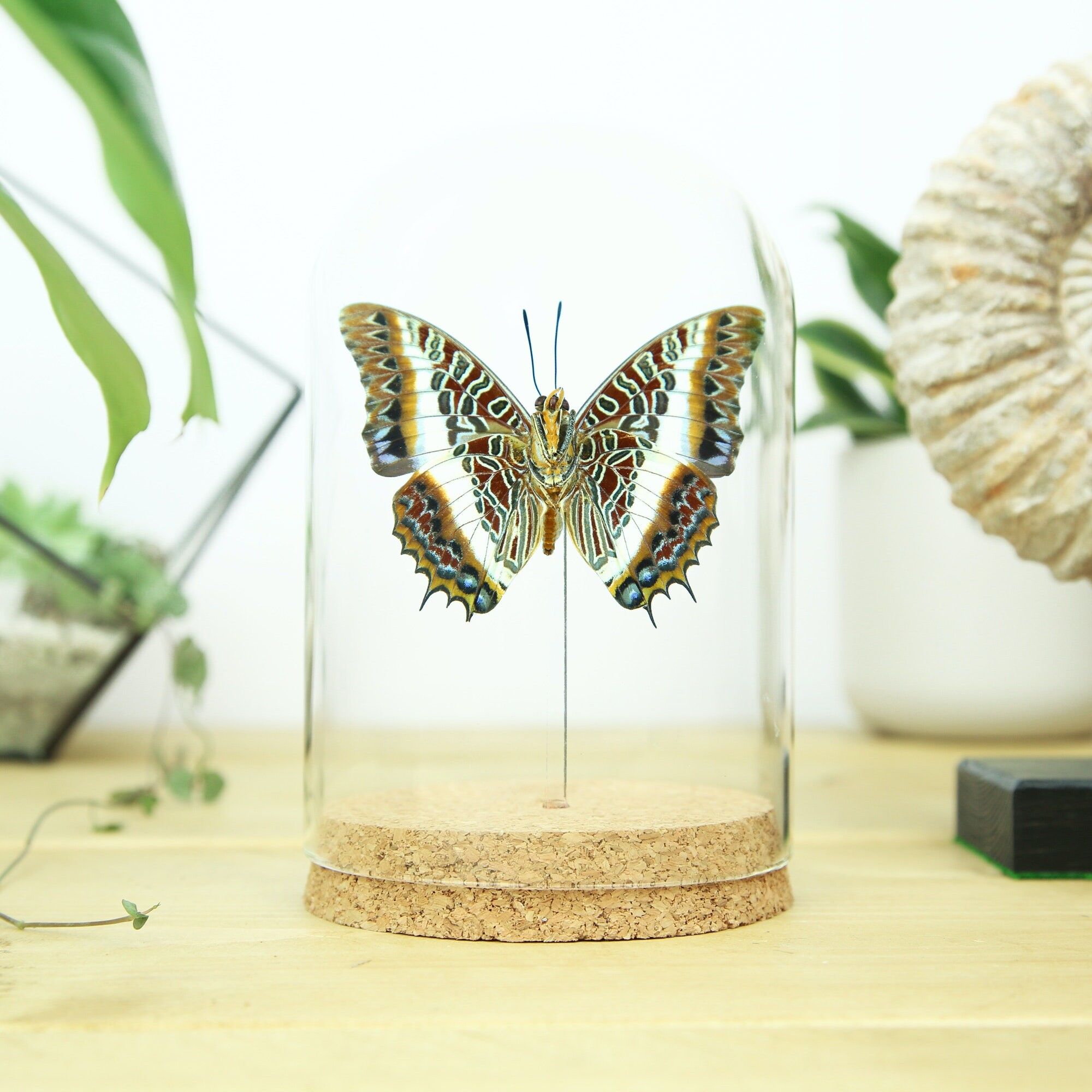 Kaiserglocke mit weißen Streifen