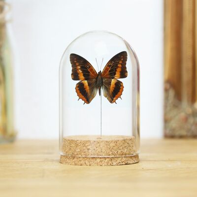 Western Red Charaxes Bell Jar
