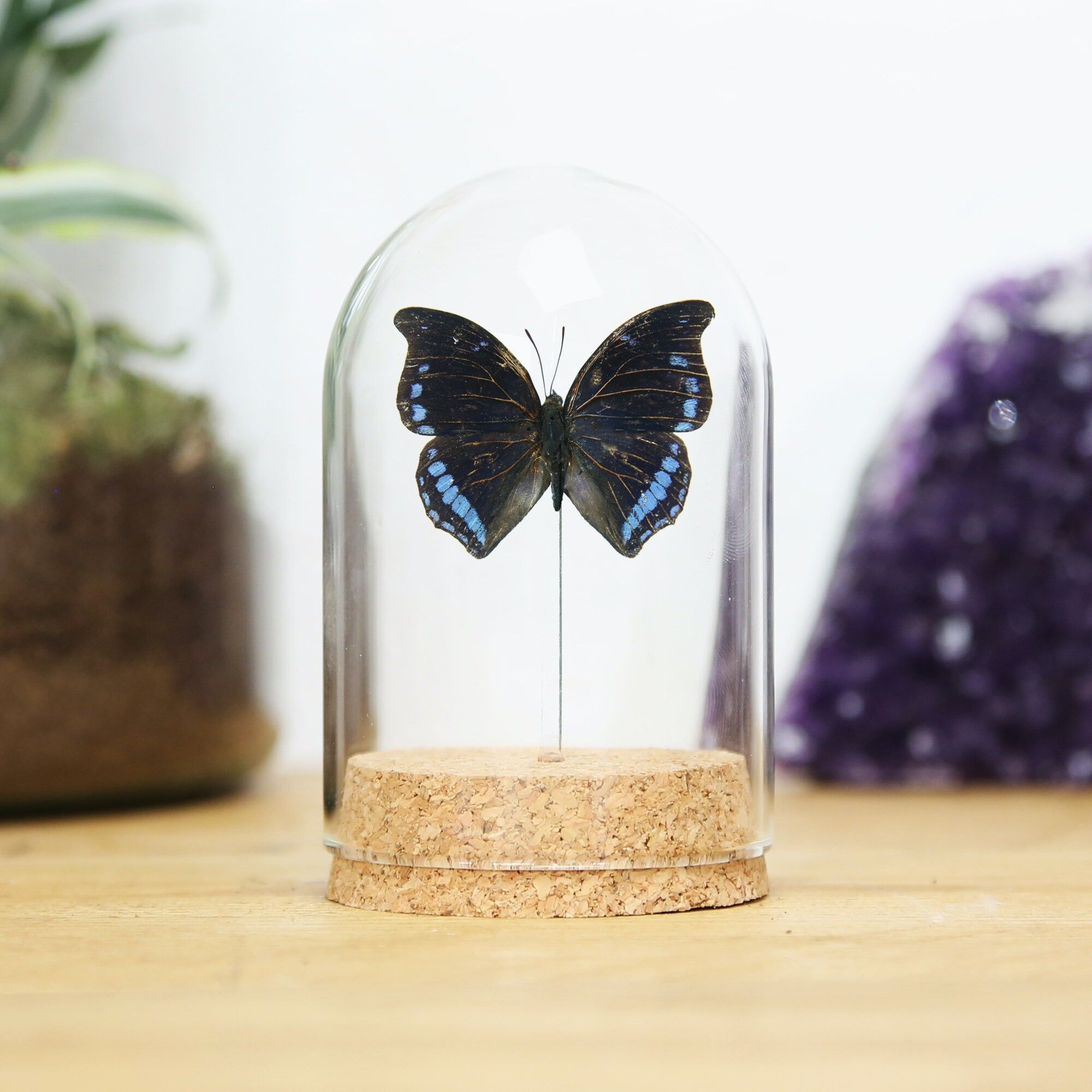 Laodice Untailed Charaxes Bell Jar