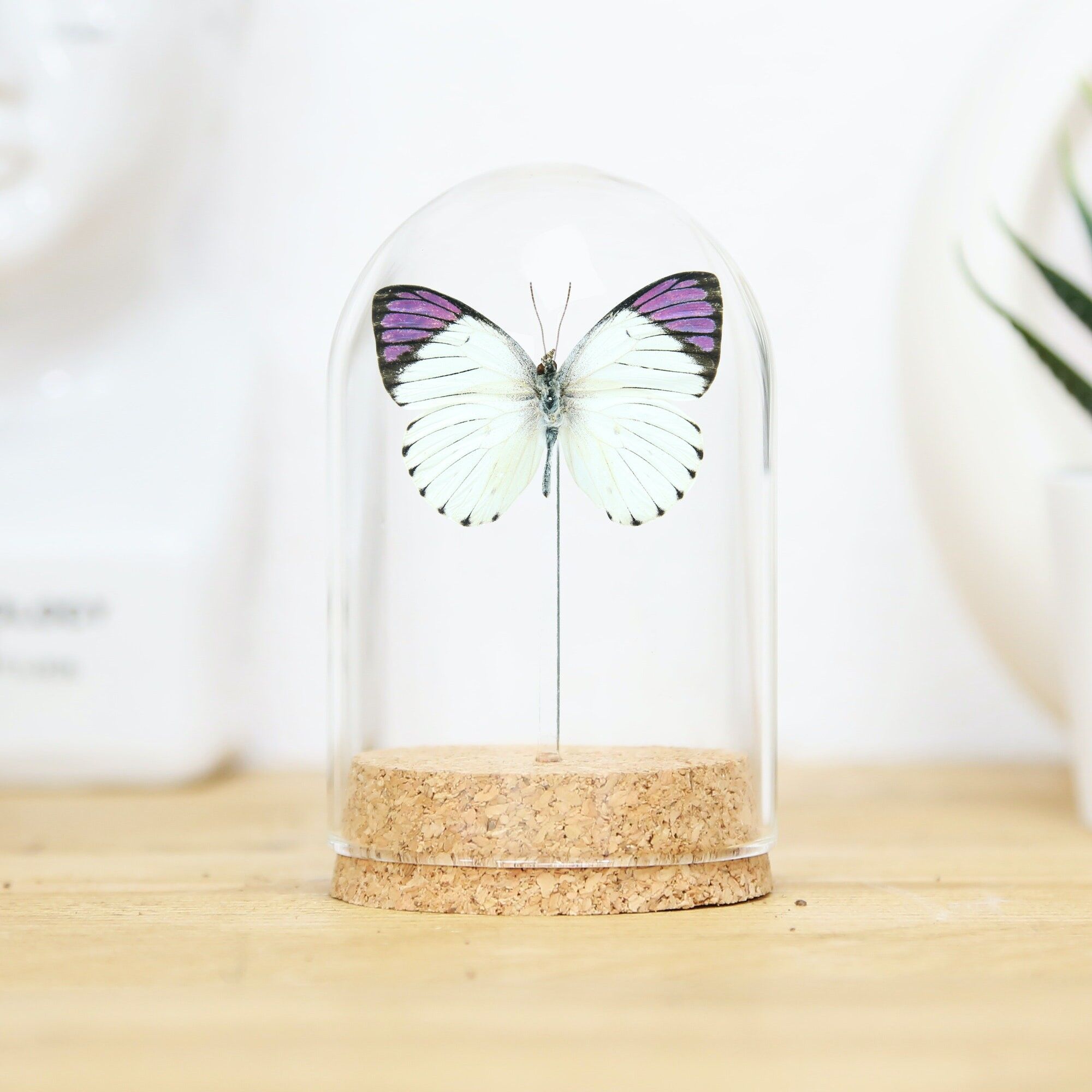 Queen Purple Tip Glasglocke