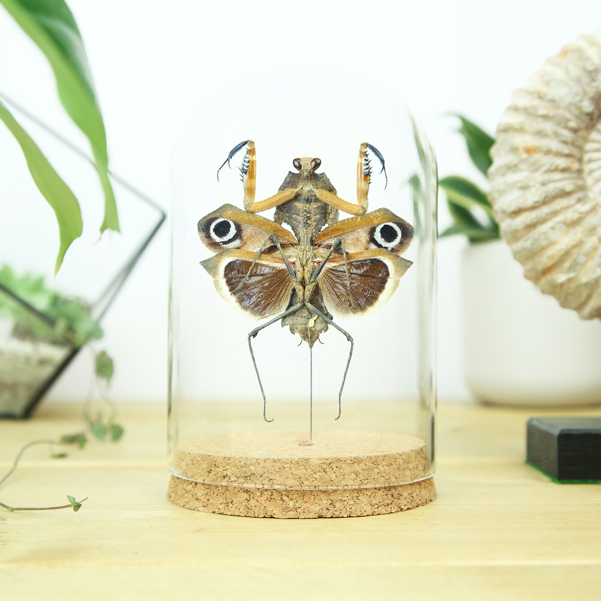 Giant Dead Leaf Mantis (D. desiccata) Glasglocke