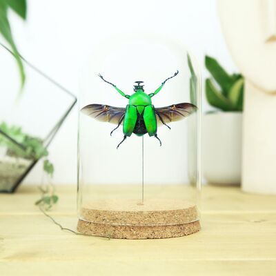 Giant Green Flower Beetle Bell Jar
