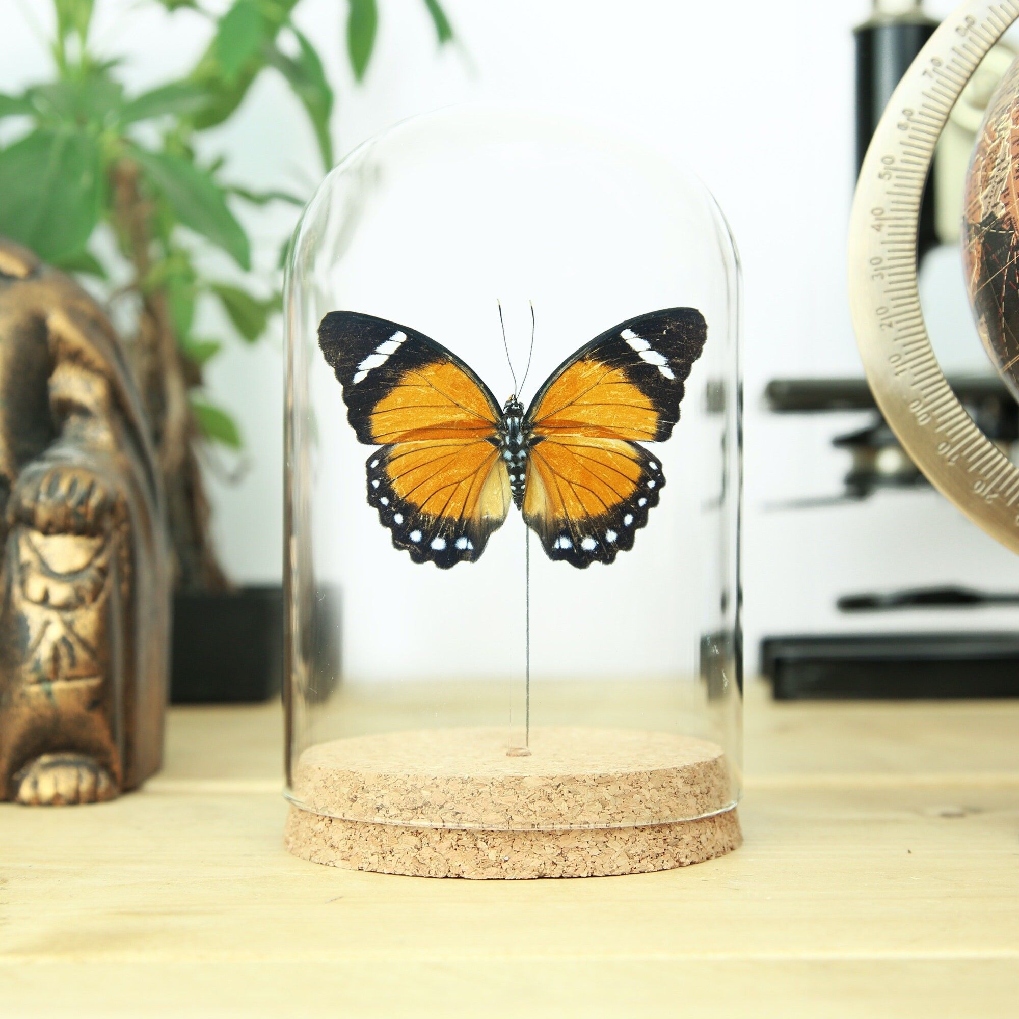 Eleus Orange Forester Glasglocke