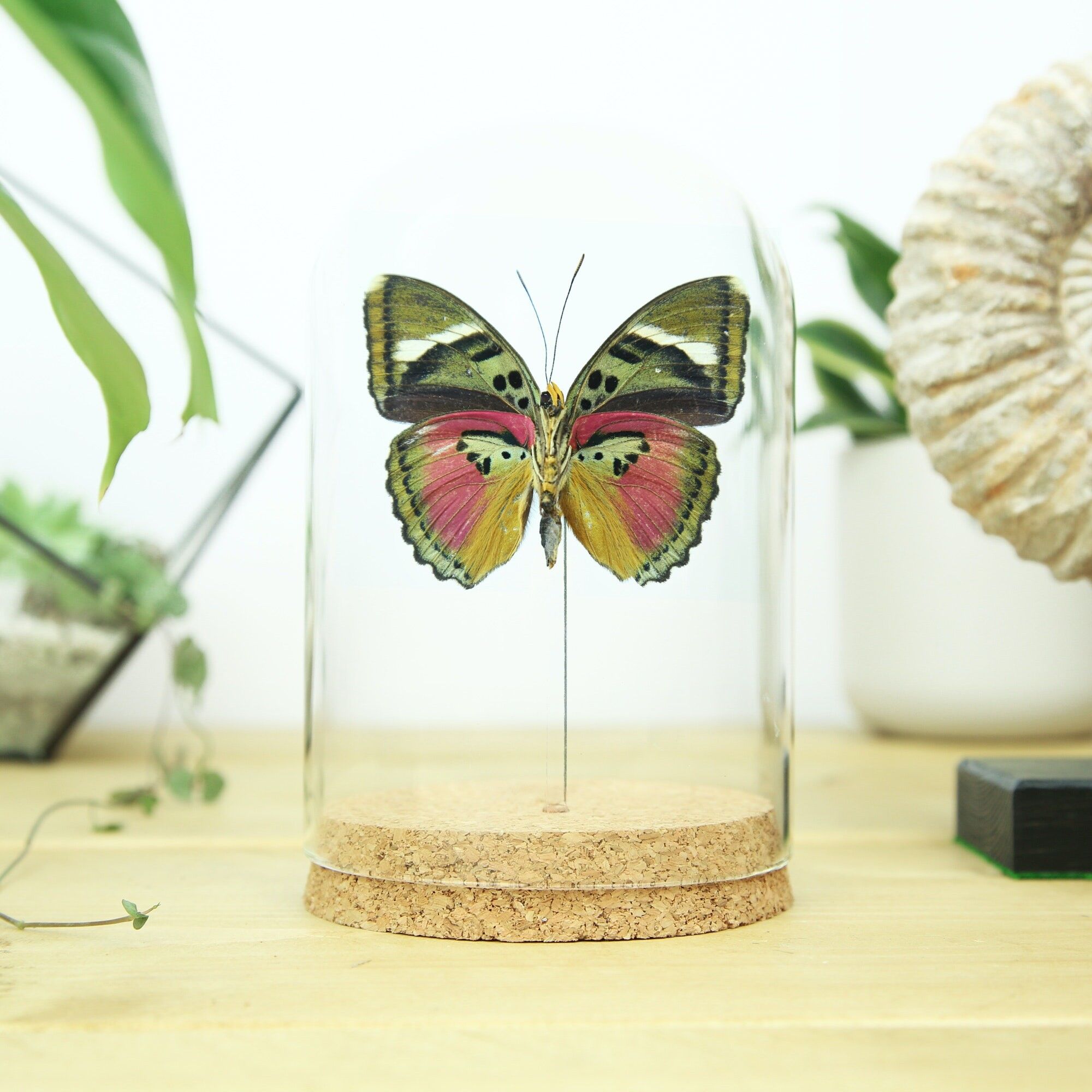 Hebes Pink Forester Glasglocke