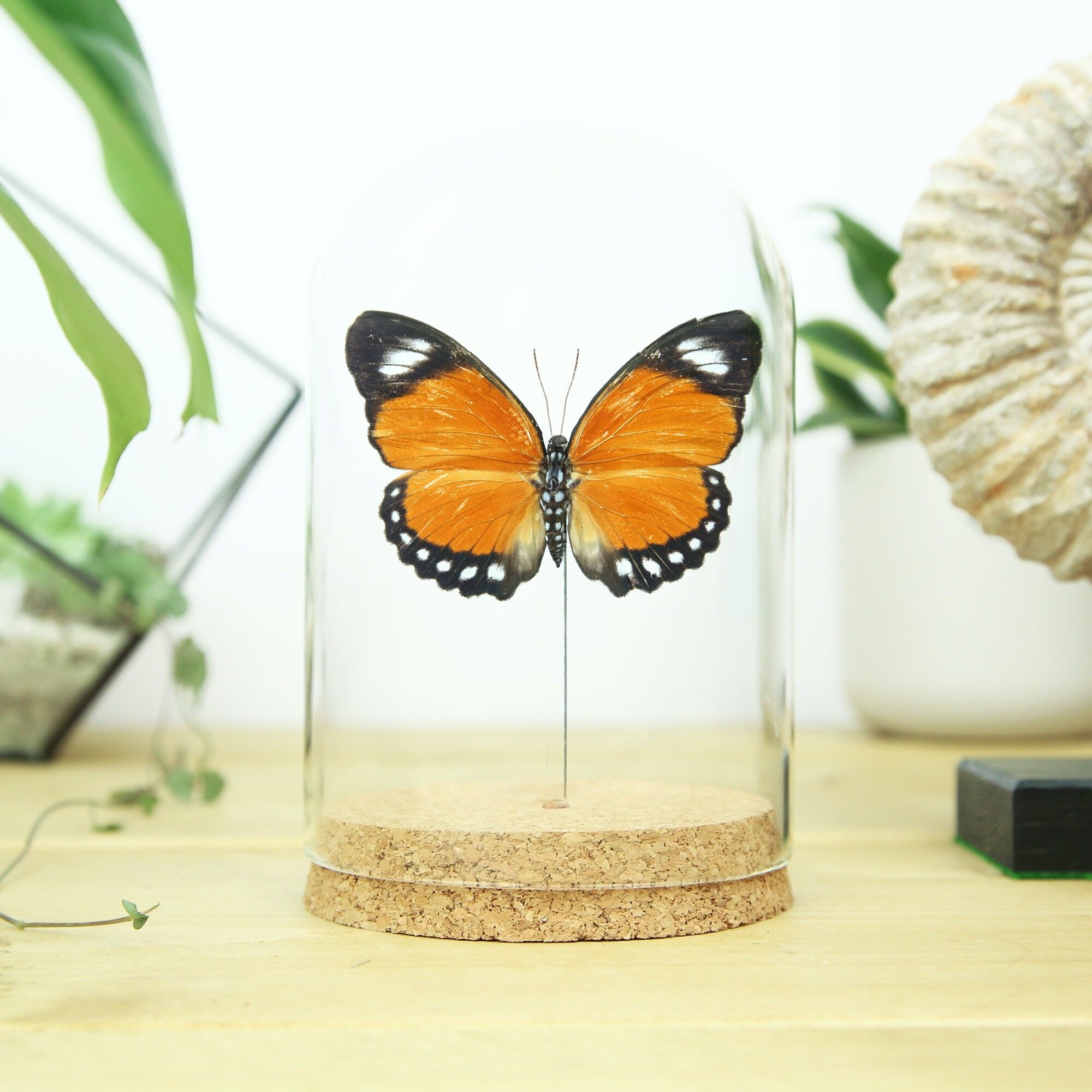 Gewöhnliche Orangenförsterglocke