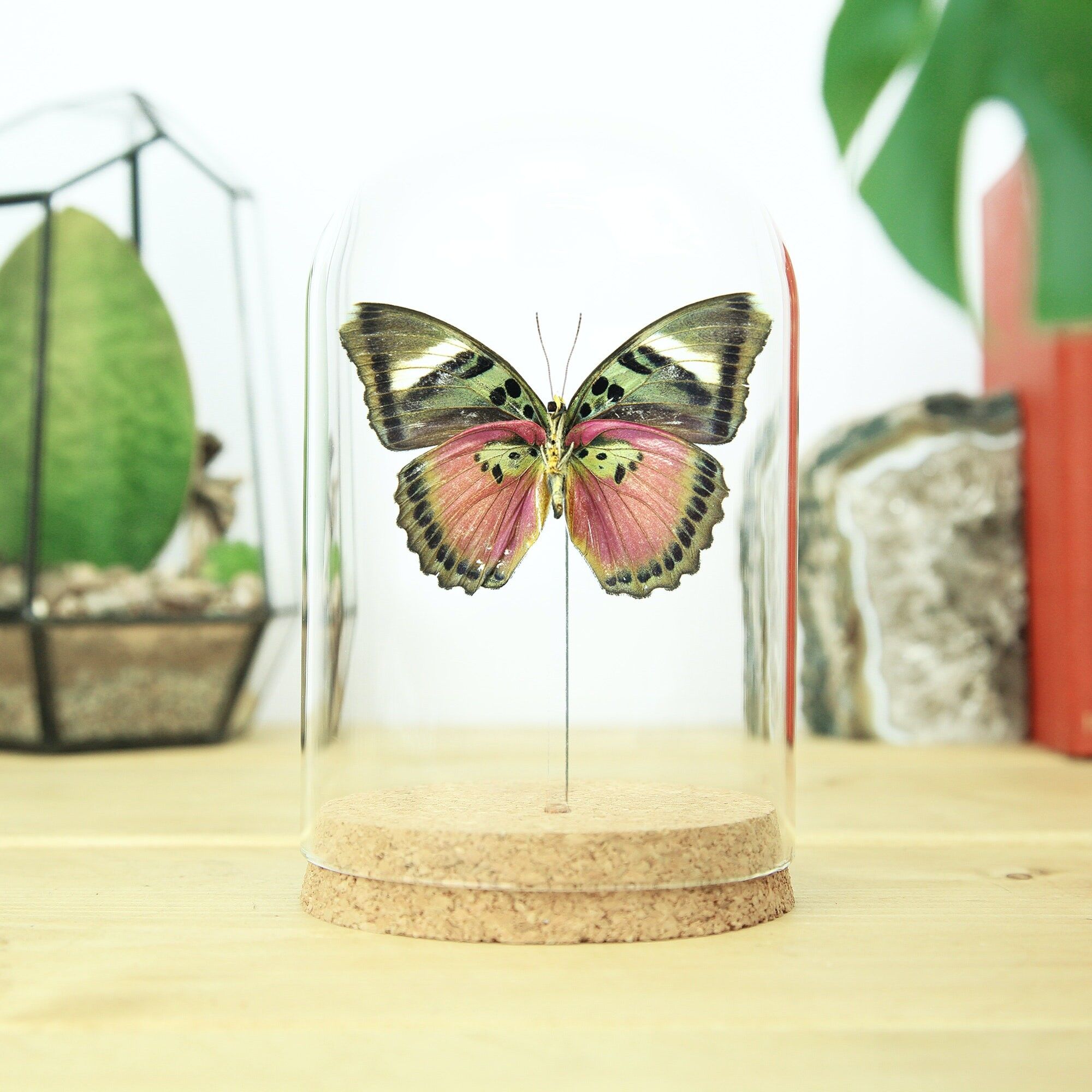 Akut rosa Försterglocke