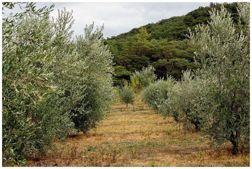 Huile d'olive 'La Tanche' - 50cl