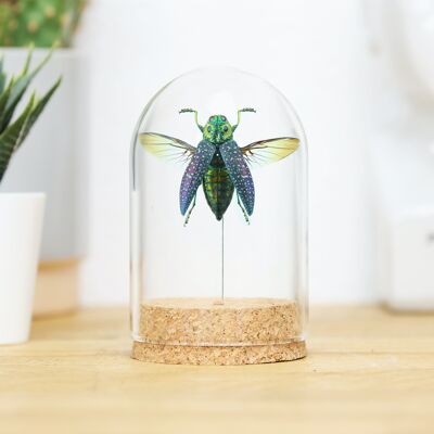 False Eyed Jewel Beetle Bell Jar