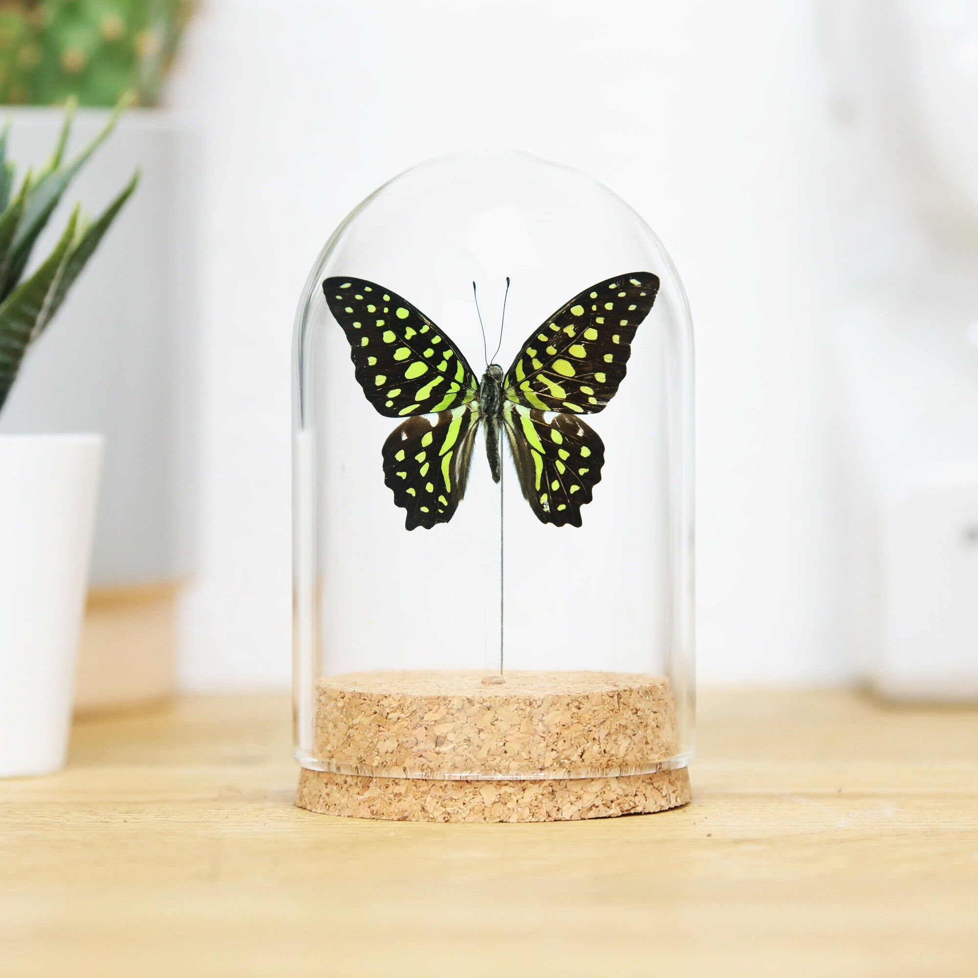 Die angebundene Eichelglocke