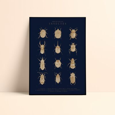 Affiche "Insectes" 30x40cm