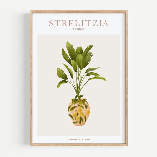 Affiche "House Plants" Strelitzia Reginae