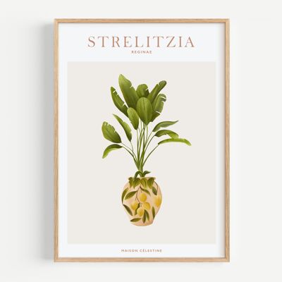Poster "House Plants" Strelitzia Reginae
