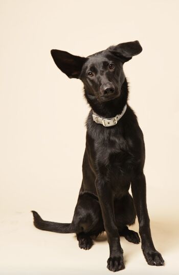 Collier pour chien en cuir végétalien argenté 3