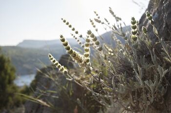 TISANE GRECQUE DE HAUTE MONTAGNE | sachets compostables 4