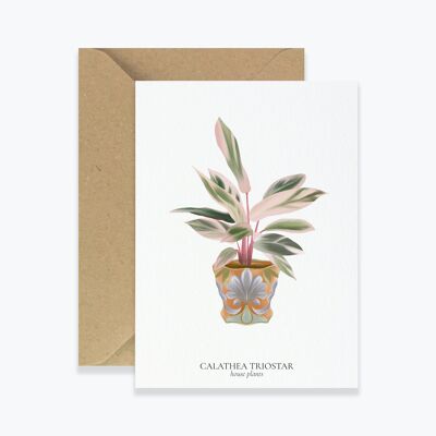 Card "House Plants" Calathea Triostar