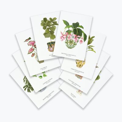 Set di carte per piante da appartamento