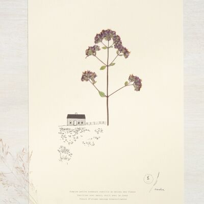 Herbier poétique Origan • 23fleurs x Narrature • Affiche A4