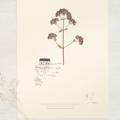 Herbier poétique Origan • 23fleurs x Narrature • Affiche A4