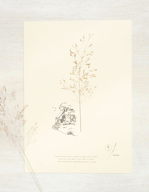 Herbier poétique Graminée • 23fleurs x Narrature • Affiche A4