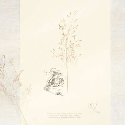 Herbier poétique Graminée • 23fleurs x Narrature • Affiche A4