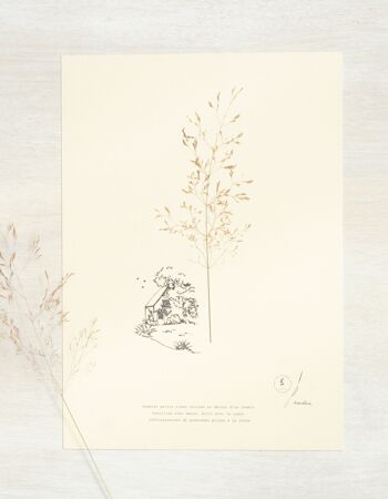 Herbier poétique Graminée • 23fleurs x Narrature • Affiche A4 1