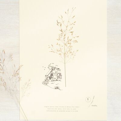 Poetic Herbarium Grass • 23flowers x Narrature • A4 poster