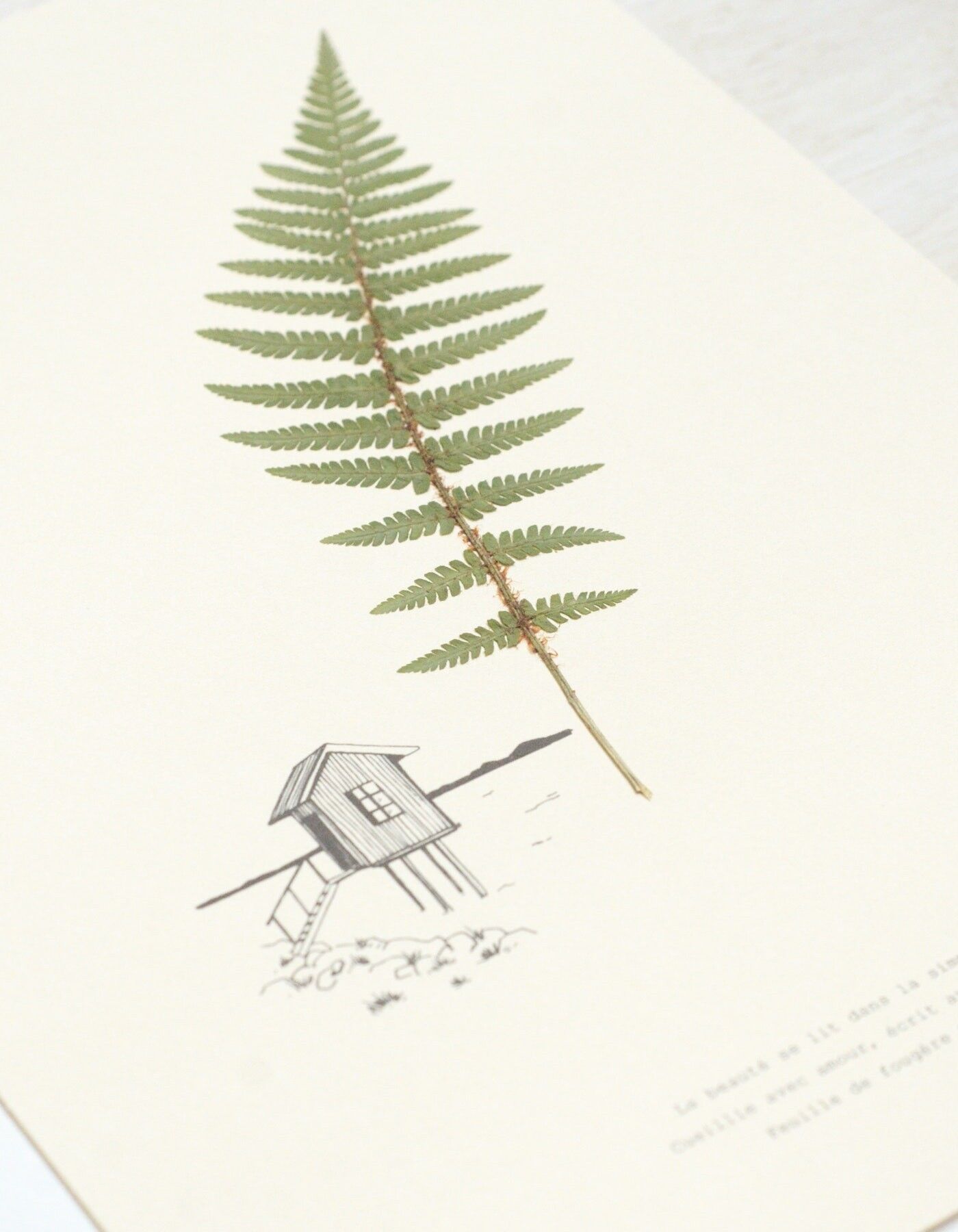 Felce Erbario Poetico • 23fiori x Narrazione • Poster A4