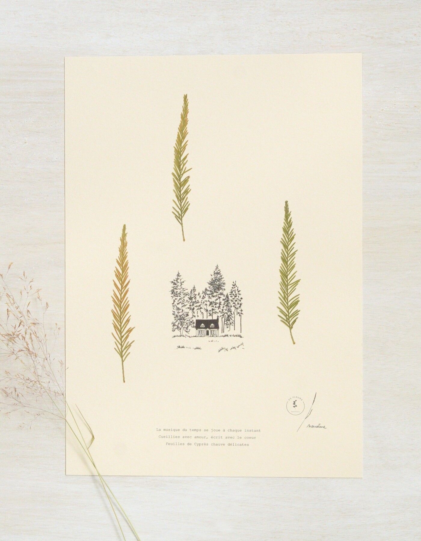 Poetisches Herbarium Sumpfzypresse • 23 Blumen x Narrature • A4-Poster