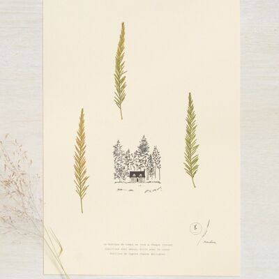 Herbier poétique Cyprès chauve • 23fleurs x Narrature • Affiche A4